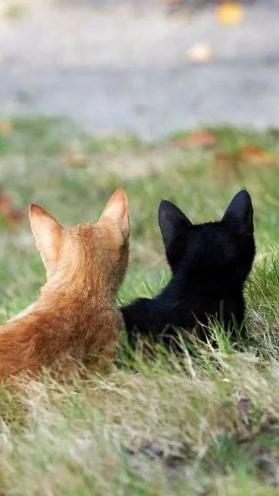 推主家的黑猫跟橘猫从小非常要好然而当涉及到吃的后