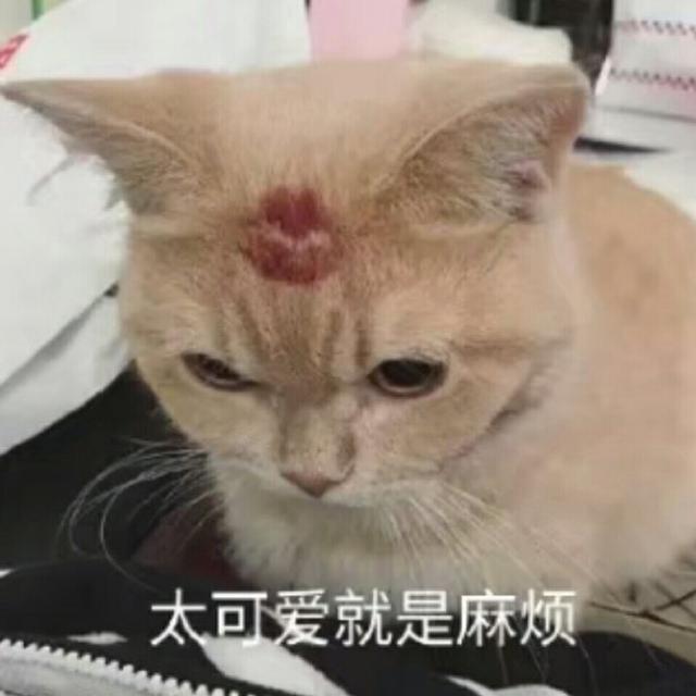 猫咪表情包合集|看着我的双下巴再说一遍