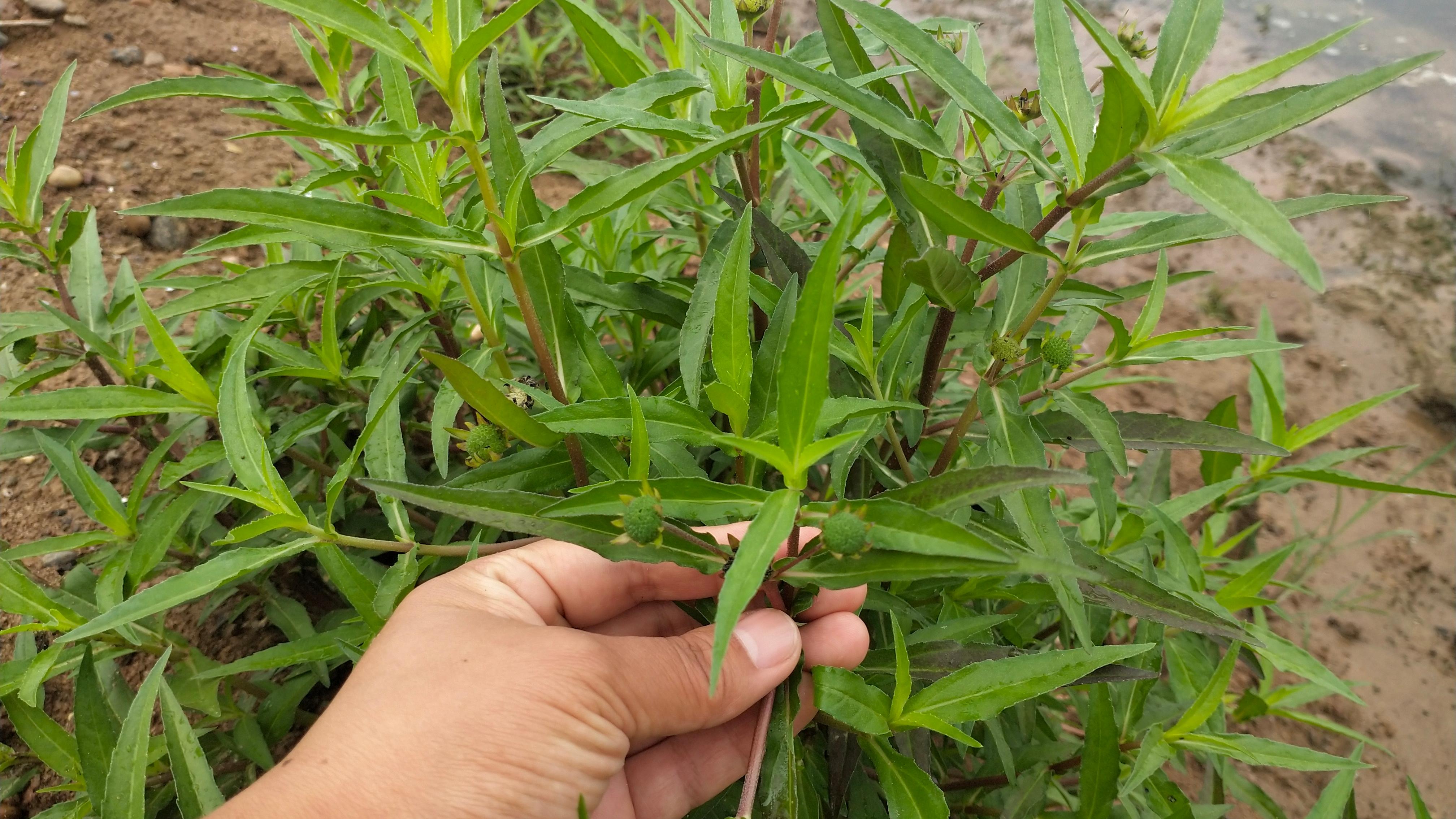 家人有"牙痛,牙齿松动"的困扰?试试这种植物煮水喝,有帮助