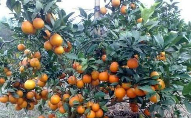 澳柑与沃柑的区别