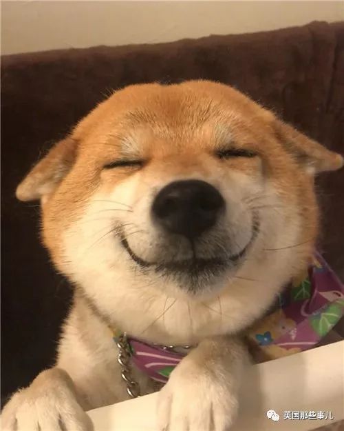 一看到铲屎官就笑成海豹头的柴犬,看到就让人心化啊