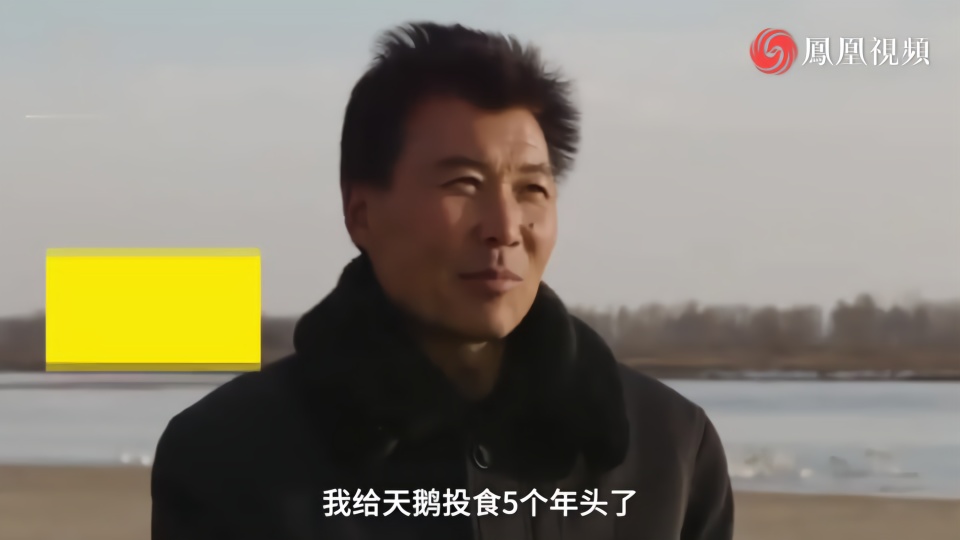 天鹅爸爸5年投喂天鹅,戈壁变天鹅湖