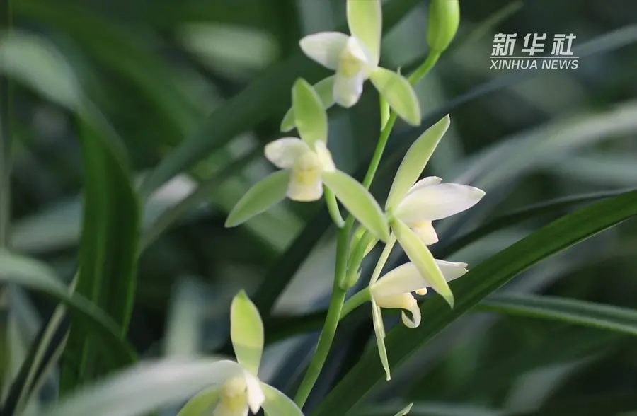 这里成为“中国兰花之乡”，因为有了他们