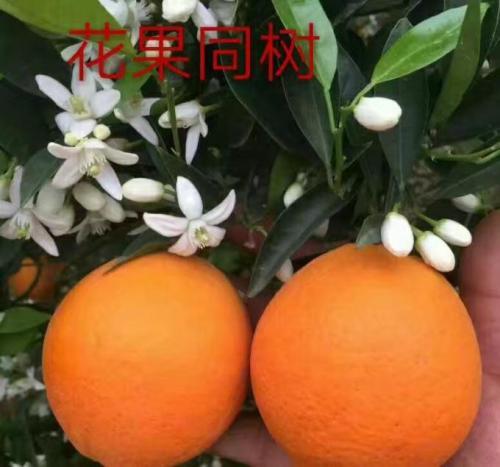 柑橘黑星病的防治措施