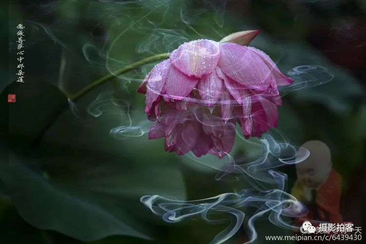 愿做菩萨那朵莲