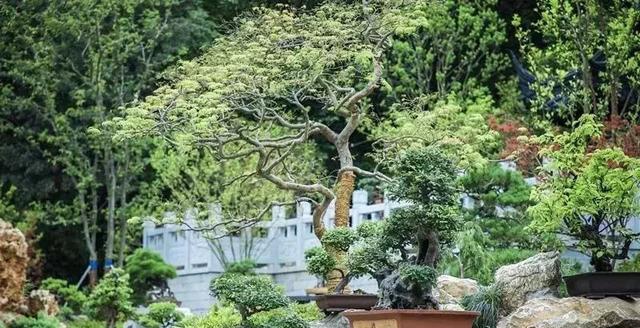 厉害了!昆山亭林公园与森林公园改造完成