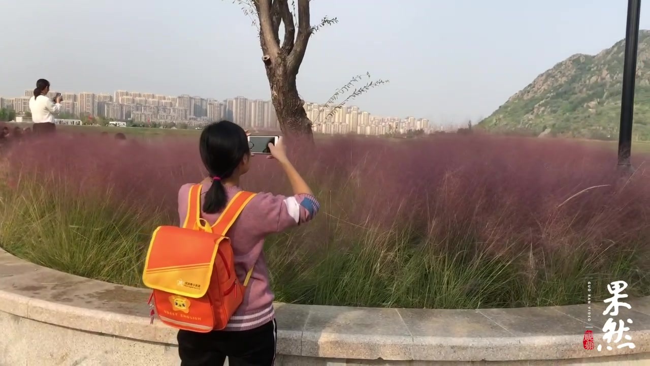 “网红草”现身济南华山公园！目前正是最佳观赏期，快去打卡