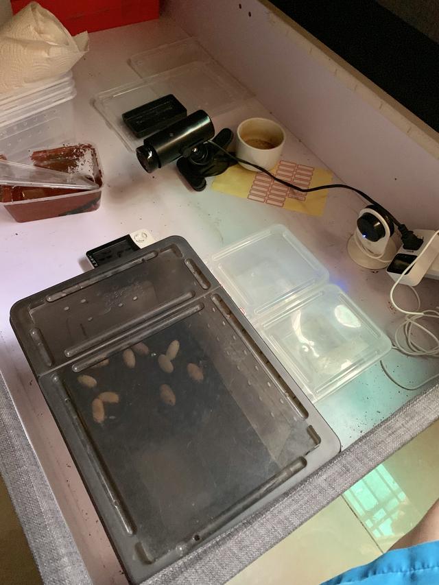 2019柏高家 豹纹守宫孵化成功破蛋出生全记录