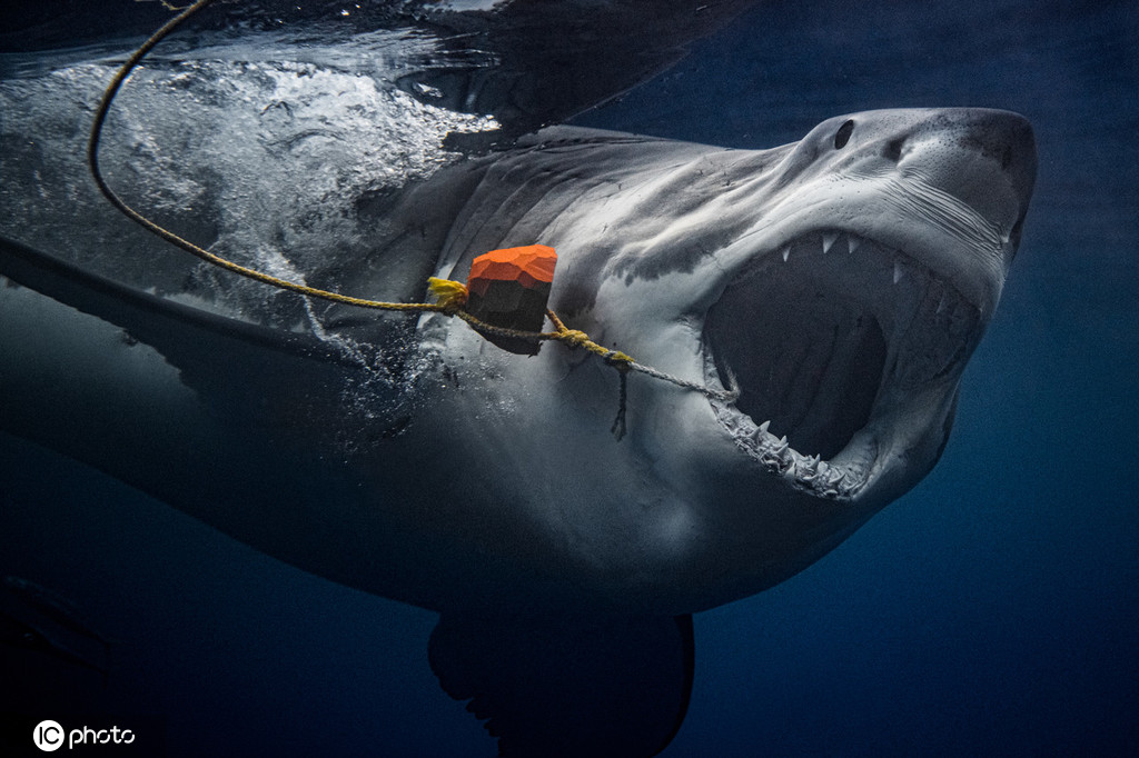 与鲨鱼近距离接触面对面,拍摄到鲨鱼张口血盆大口龇牙咧嘴的照片,展示