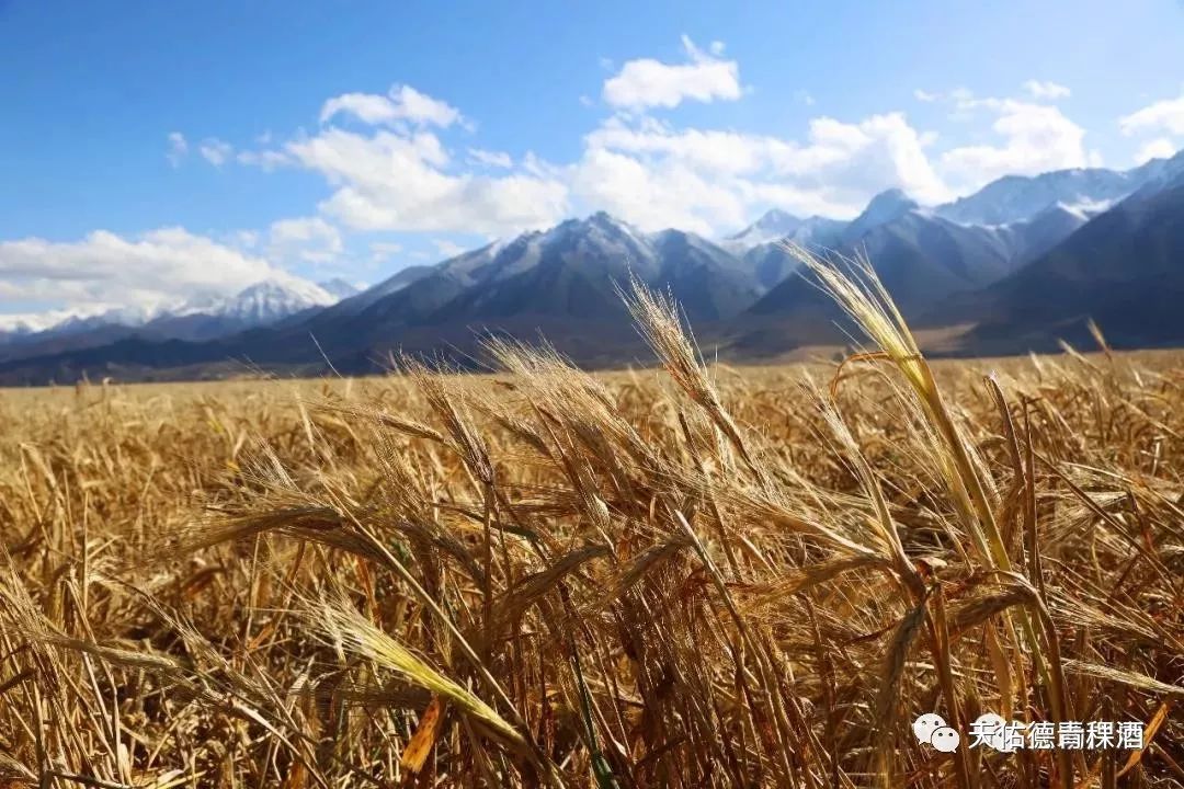 多家媒体走进天佑德种植基地 用镜头记录万亩青稞齐收割场景