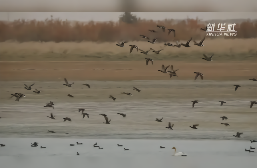 万余只候鸟栖息敦煌阳关保护区 数量历史最多
