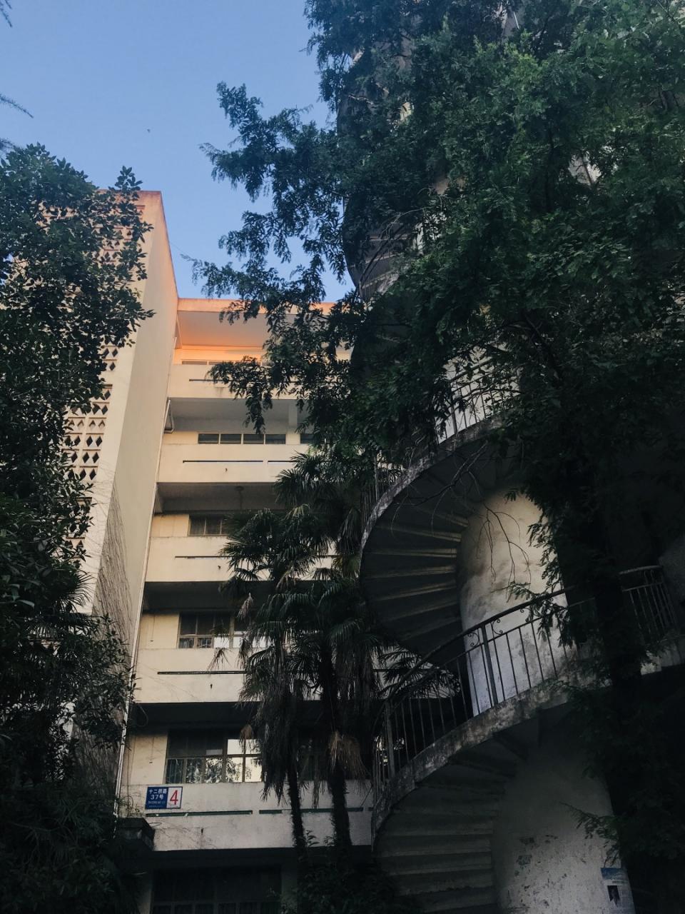 乱逛 中医药大学满墙的爬山虎，绿得很