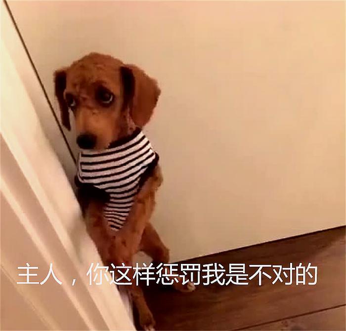 请大家评一评,哪一只狗狗在真心悔过?