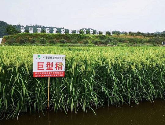 北稻南移 荣县成为自贡市首块"试验田"