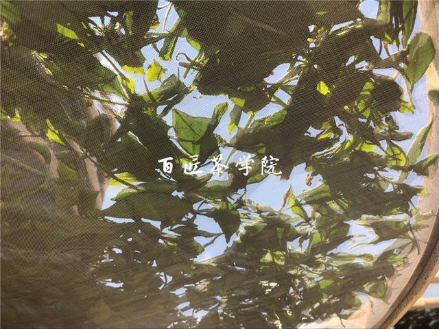 一方水土养一方人,福鼎老茶人带您看尽福鼎白茶的前世今生