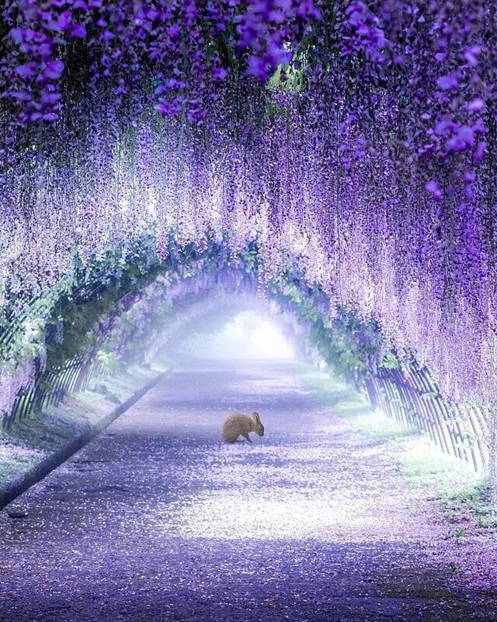 紫藤隧道,河内藤园,日本