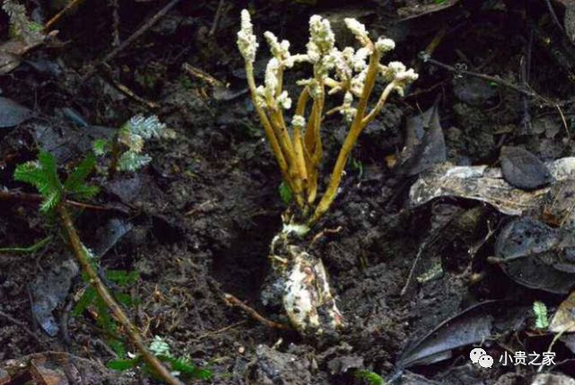 竹林里发现开花的金蝉,价值堪比冬虫夏草,市场价格一斤200多