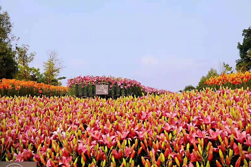 遂宁四季花海沸腾了!半价门票限时开放