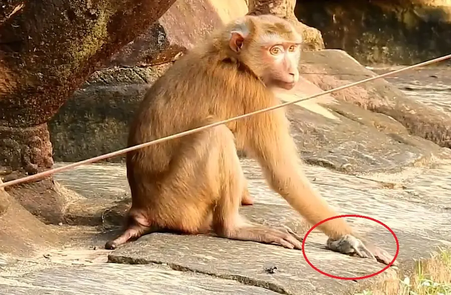 老鼠被猴子抓住,接下来老鼠崩溃了!镜头记录全过程