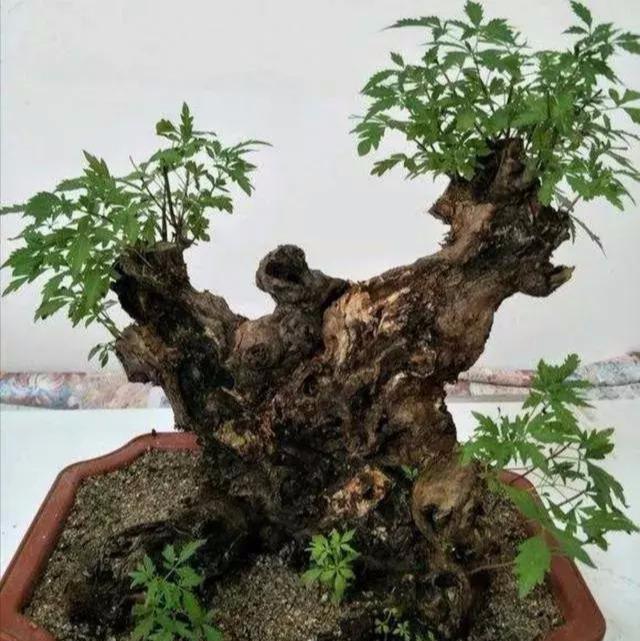野外黄荆疙瘩:塑型需注意五点,根部奇异更美观
