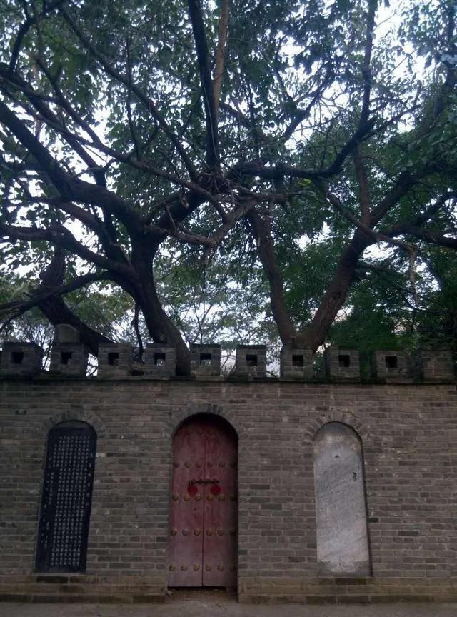 新野县汉桑城——汉桑树,树龄1800余年