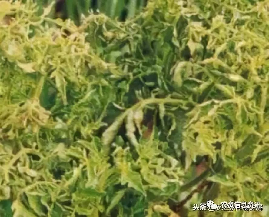 西红柿病毒病全解「全图讲解,建议收藏对比」