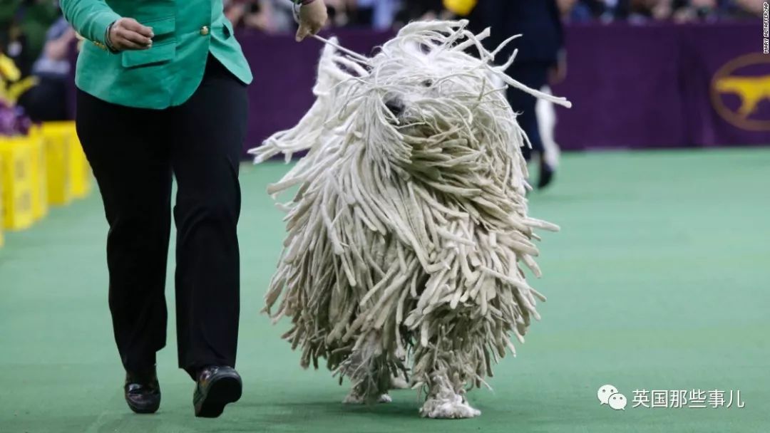 com/mop-dog-komondor-hanga/ alice王馨0110:这大"墩布 薯稼:蛮可爱