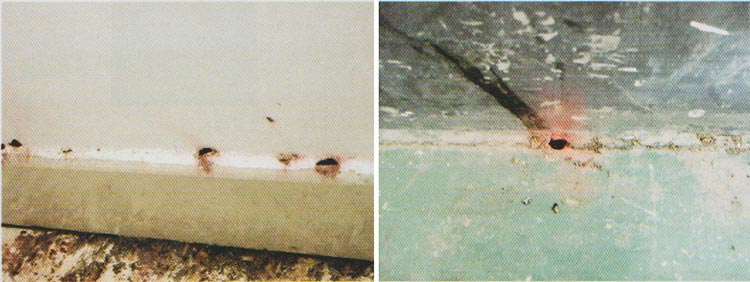 白蚁繁殖蚁分飞孔