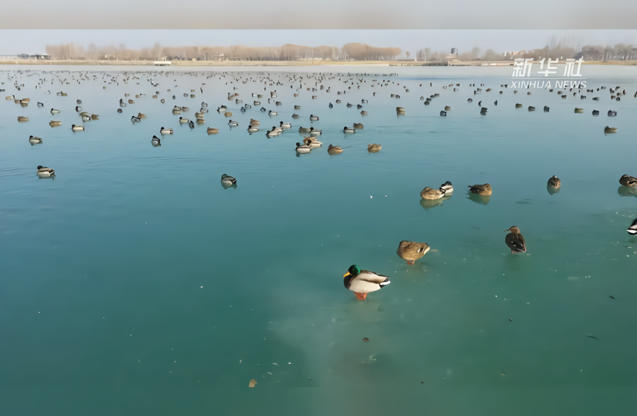 上万只珍稀候鸟在这里的沙漠湖泊中越冬
