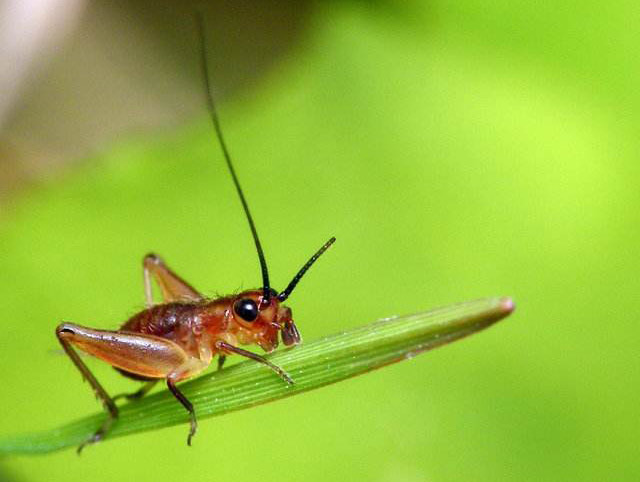 什么动物喜欢吃蝗虫,它的营养价值很高吗?
