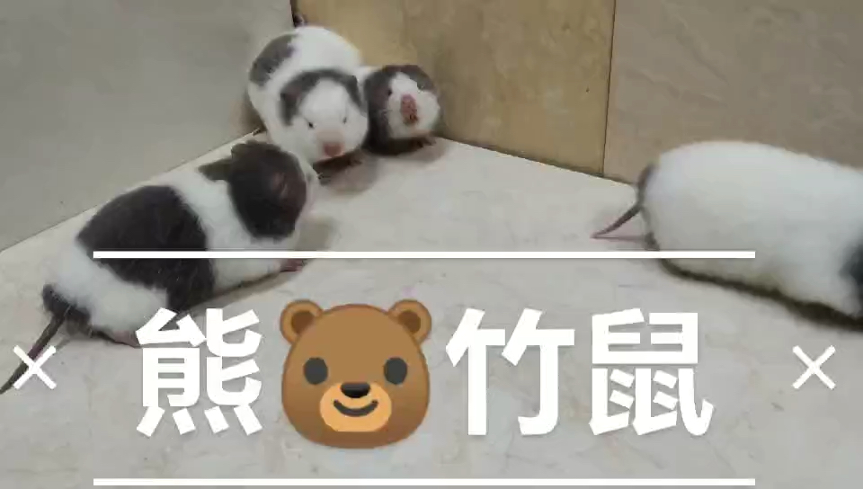 熊猫竹鼠花白竹鼠宠物竹鼠真漂亮