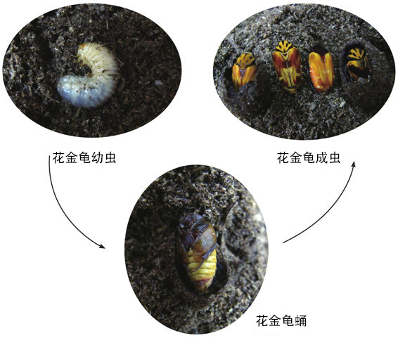 步甲可用蜗牛,面包虫,鱼肉,虾肉,棉铃虫等食物进行饲养,但幼虫之间