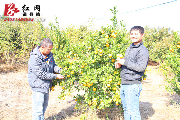 道县“皇帝柑”依托网络营销走俏市场