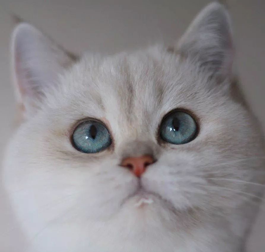 可爱的英国短毛猫 从小就是一个包子大圆脸长大了还不