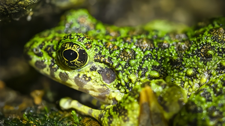 有金色眼睛和神秘斑纹 日本最美青蛙亮相博物馆