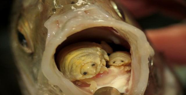 图注:鱼嘴中的缩头鱼虱,图片来自网络