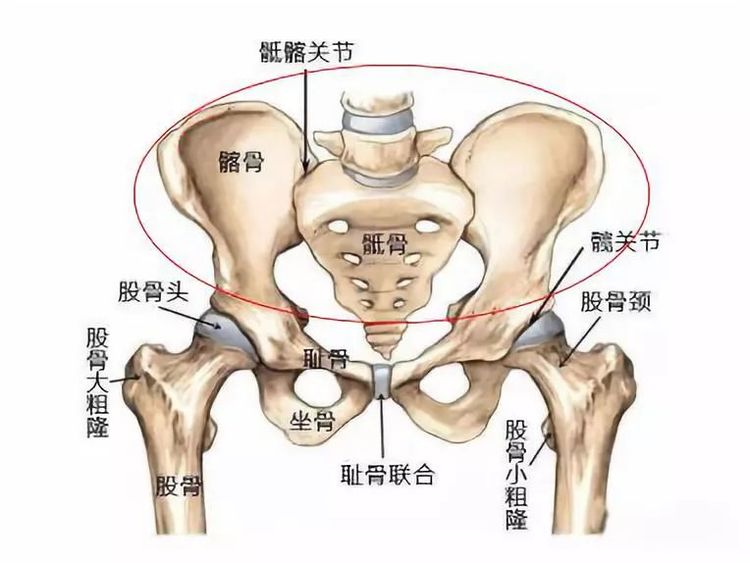 产后屁股大漏尿耻骨痛腰痛该做盆底肌修复还是骨盆修复