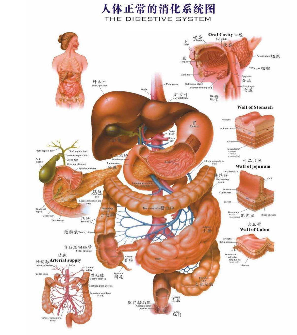 胃肠道结构