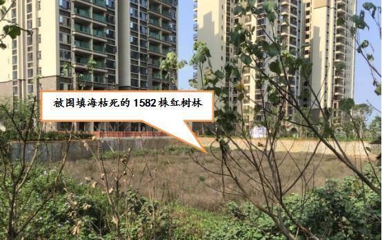 富力地产连踩环保红线，毁坏4700株红树林，曾拿旅游用地建住宅