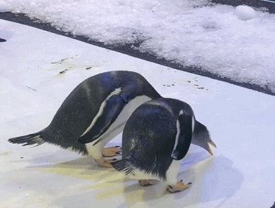 壁纸 动物 海洋动物 企鹅 桌面 400_303 gif 动态图 动图