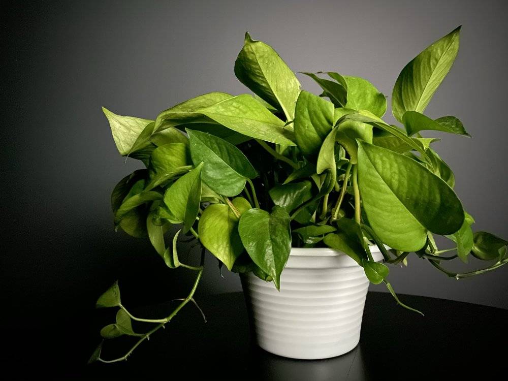 [虎嗅APP]iPhone 11 系列一周体验：苹果还没丢掉创造力