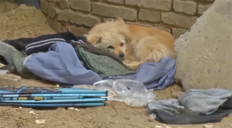 小区流浪狗咬伤7岁男孩 物业：这事情不归我们管