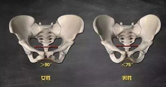 「耻骨弓的角度」越小,下肢相对更僵硬.