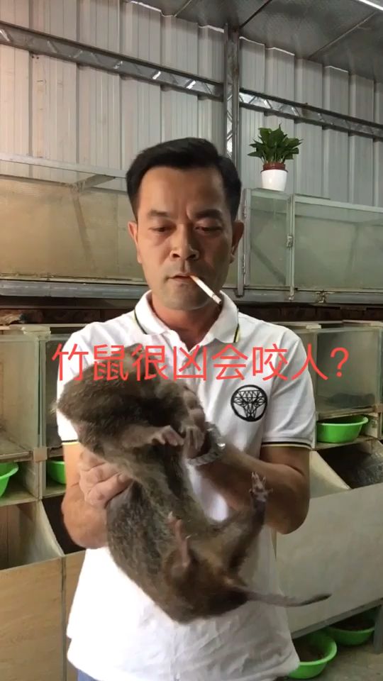 很多人说竹鼠很凶猛，竹鼠并没有传说中那么凶还咬人