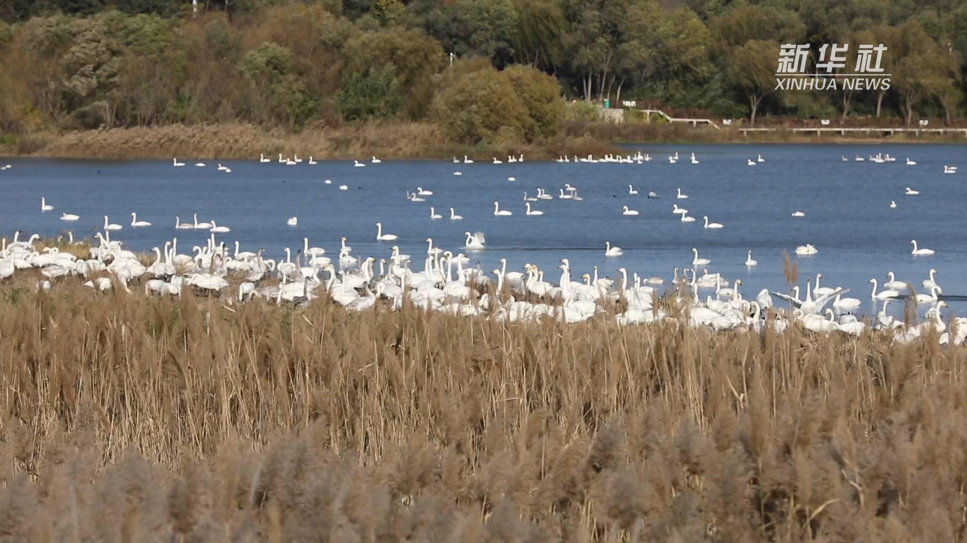 天鹅湖湿地公园成为白天鹅栖息地