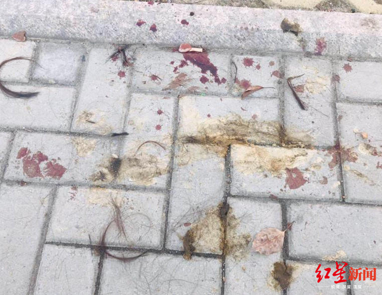温州女子当街被公公丈夫暴打毁容涂排泄物！警方立案侦查（最新发布）