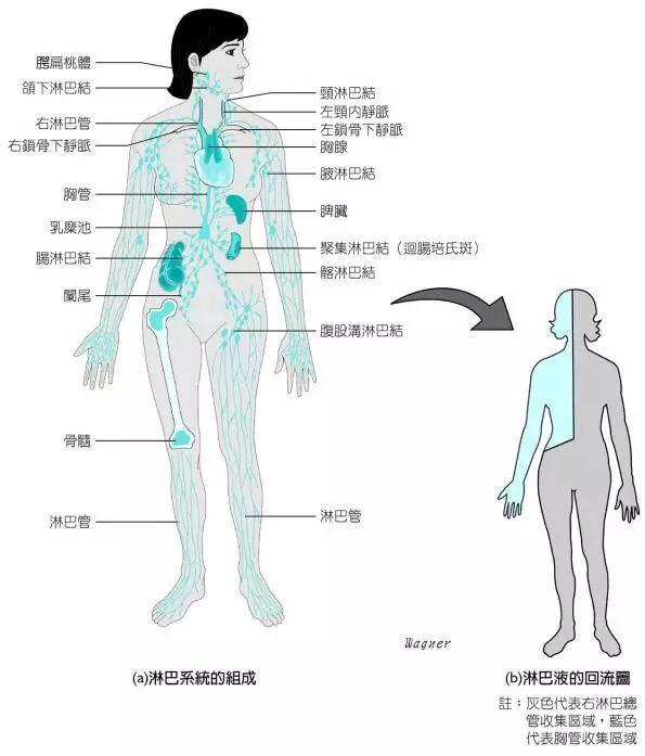 淋巴结 淋巴结是人体重要的免疫器官.