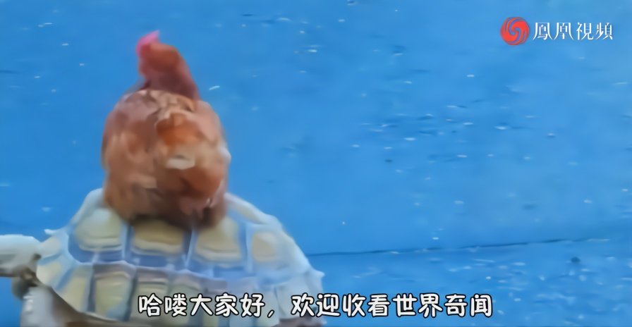 男子用跑步机测试乌龟速度，看完之后，别再被常识给骗了