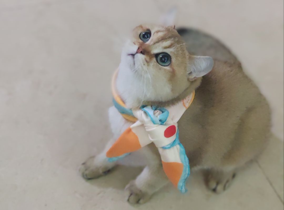阿咪豆宣布参赛的时候,我司爱猫小仙女们才发现超哥家有这么一只
