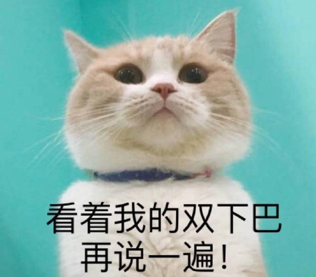 猫咪表情包合集|看着我的双下巴再说一遍